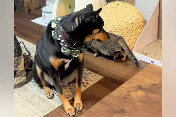 保護猫が『バレてない』と思いながら部屋を歩いたら、犬が気付いて…空気を読みすぎている『まさかの対応』に称賛「優しい世界」「気使ってるｗ」