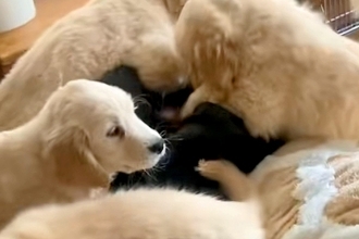 コタツで寝ていたら『大型犬の赤ちゃんたち』が…まるで天国のような『羨ましすぎる光景』が11万再生「幸せの襲来」「1度でいいから交代して」