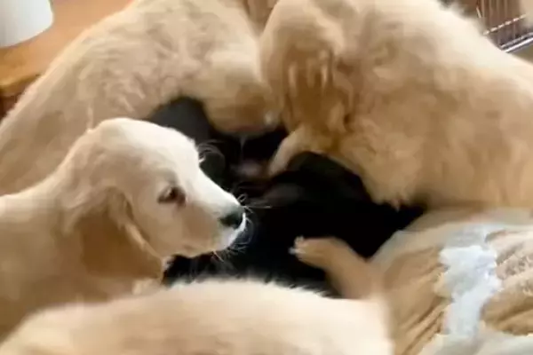 コタツで寝ていたら『大型犬の赤ちゃんたち』が…まるで天国のような『羨ましすぎる光景』が11万再生「幸せの襲来」「1度でいいから交代して」