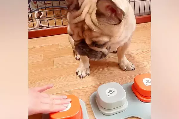 犬たちに『しゃべるボタン』の使い方を教えようと思ったら…コント過ぎる『予想外な光景』が118万再生「おやつ一択ｗｗ」「笑いすぎて涙出た」