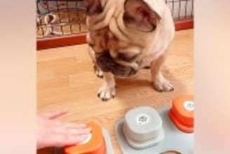 犬たちに『しゃべるボタン』の使い方を教えようと思ったら…コント過ぎる『予想外な光景』が118万再生「おやつ一択ｗｗ」「笑いすぎて涙出た」