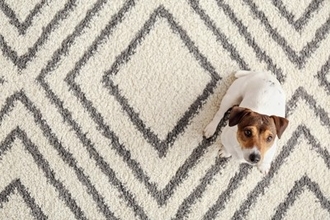 老犬にとって『快適な環境』とは？心と体への負担を減らすためにできることまで