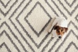 老犬にとって『快適な環境』とは？心と体への負担を減らすためにできることまで