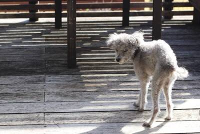 老犬にとって『快適な環境』とは？心と体への負担を減らすためにできることまで