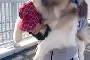 60キロの超大型犬が、橋の上で『歩きたくない』と駄々をこね…仕方なくおんぶした結果→修行のような光景が話題「腰がもたんｗ」「大変で草」