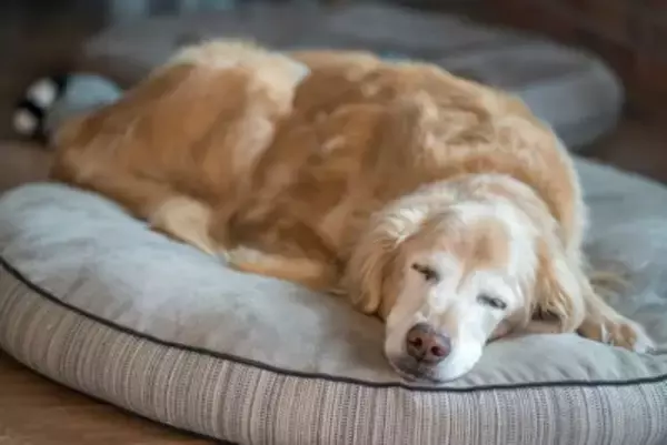 犬が『認知症』になったときにみせるサイン5選　どんな症状が現れるの？治療法まで解説