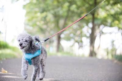 犬が『認知症』になったときにみせるサイン5選　どんな症状が現れるの？治療法まで解説