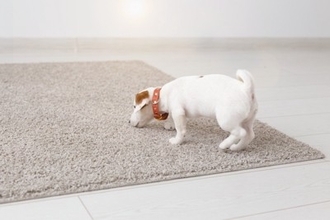 犬が座る前に『クルクル回る』理由3つ　なかなか座ろうとしないのはどうしてなの？