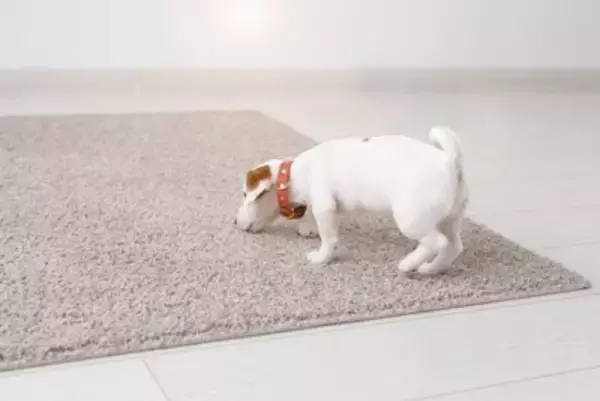 犬が座る前に『クルクル回る』理由3つ　なかなか座ろうとしないのはどうしてなの？