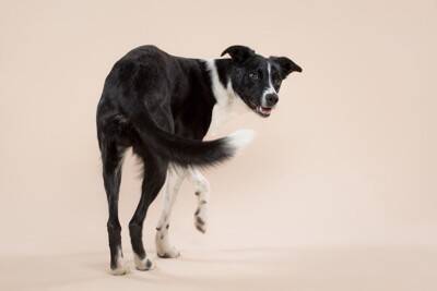 犬が座る前に『クルクル回る』理由3つ　なかなか座ろうとしないのはどうしてなの？