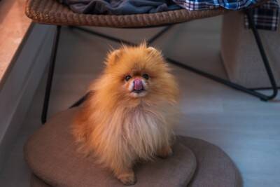 犬が座る前に『クルクル回る』理由3つ　なかなか座ろうとしないのはどうしてなの？