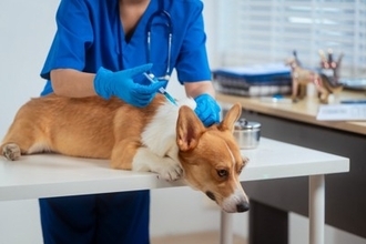 犬を飼う前に知っておくべき『義務・マナー』5つ　飼い主の責任とは？必要な手続きまで