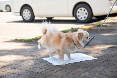 犬を飼う前に知っておくべき『義務・マナー』5つ　飼い主の責任とは？必要な手続きまで