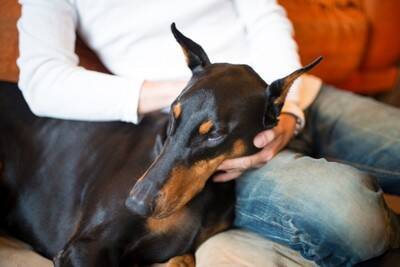 犬が飼い主に『無防備な姿』をみせる理由とは？愛犬にそばで安心してもらう方法までご紹介