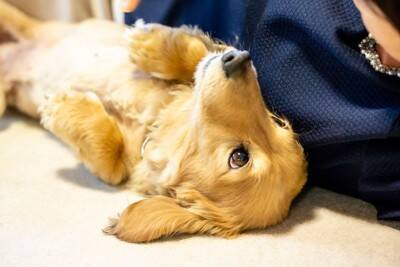 犬が飼い主に『無防備な姿』をみせる理由とは？愛犬にそばで安心してもらう方法までご紹介