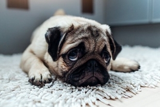 犬を『アクセサリー感覚』で飼っている人の特徴5選　愛犬を苦しめる最低な行動とは？