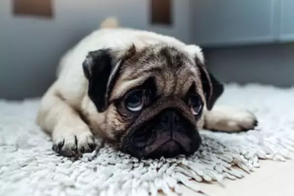 犬を『アクセサリー感覚』で飼っている人の特徴5選　愛犬を苦しめる最低な行動とは？