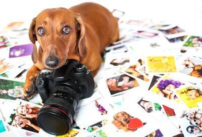 犬を『アクセサリー感覚』で飼っている人の特徴5選　愛犬を苦しめる最低な行動とは？