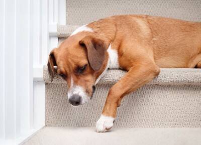 犬を『アクセサリー感覚』で飼っている人の特徴5選　愛犬を苦しめる最低な行動とは？