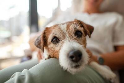 犬の飼い主が無意識にやりがちな『NG行為』5つ　愛犬にストレスや苦痛を与えるタブー行動まで