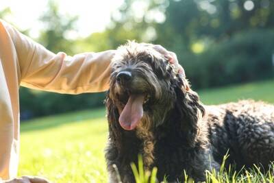 犬の飼い主が無意識にやりがちな『NG行為』5つ　愛犬にストレスや苦痛を与えるタブー行動まで