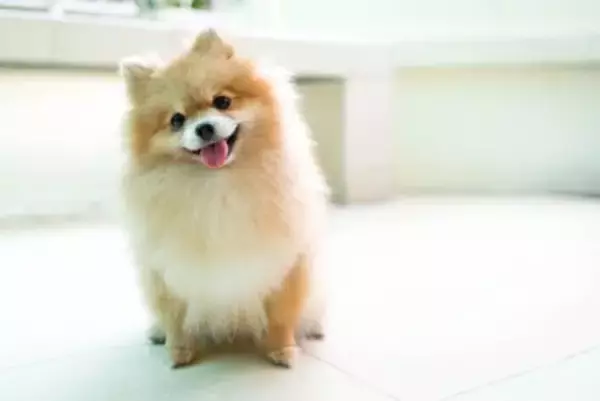 『コロコロしていて可愛い』犬種5選　見た目以外の魅力やお世話のポイントまで