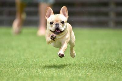 『コロコロしていて可愛い』犬種5選　見た目以外の魅力やお世話のポイントまで