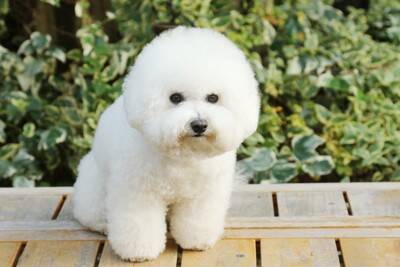 『コロコロしていて可愛い』犬種5選　見た目以外の魅力やお世話のポイントまで