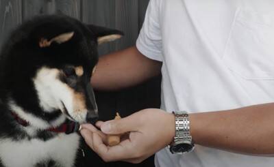 『泣ける』豆柴との出会いから1年間を振り返ったら…幸せな光景に117万再生の大反響「涙が出ます」「本当に可愛い」と感動の声