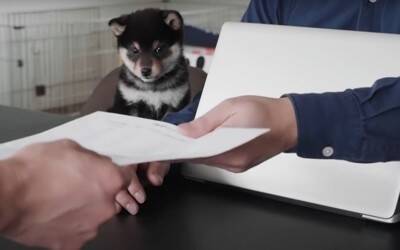 『泣ける』豆柴との出会いから1年間を振り返ったら…幸せな光景に117万再生の大反響「涙が出ます」「本当に可愛い」と感動の声