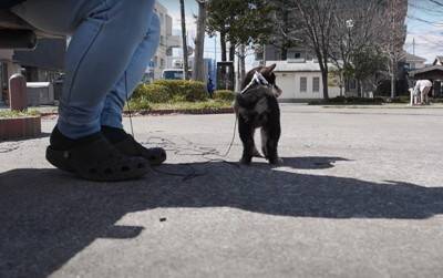『泣ける』豆柴との出会いから1年間を振り返ったら…幸せな光景に117万再生の大反響「涙が出ます」「本当に可愛い」と感動の声