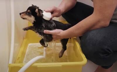 『泣ける』豆柴との出会いから1年間を振り返ったら…幸せな光景に117万再生の大反響「涙が出ます」「本当に可愛い」と感動の声