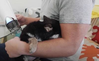 『泣ける』豆柴との出会いから1年間を振り返ったら…幸せな光景に117万再生の大反響「涙が出ます」「本当に可愛い」と感動の声