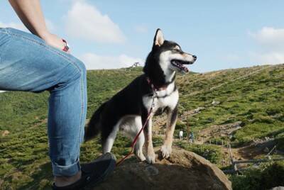 『泣ける』豆柴との出会いから1年間を振り返ったら…幸せな光景に117万再生の大反響「涙が出ます」「本当に可愛い」と感動の声