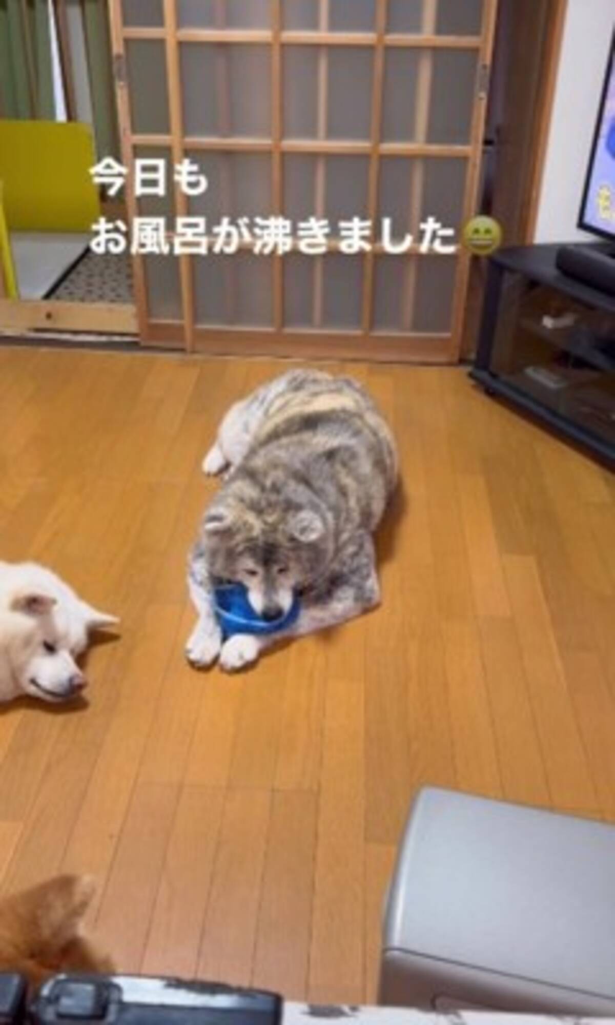 お風呂が沸きました』秋田犬のアナウンスでまさかの事態に発展…おもしろすぎる光景が81万再生「毎日楽しそう」「反応が人間で草」 (2024年4月29日)  - エキサイトニュース