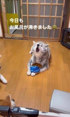 『お風呂が沸きました』秋田犬のアナウンスでまさかの事態に発展…おもしろすぎる光景が81万再生「毎日楽しそう」「反応が人間で草」