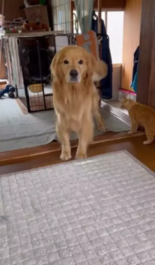 大型犬に『新聞あった？』と尋ねてみた結果…完全に言葉を理解している『まさかの行動』が24万再生「人間が入ってるのでは…？」「びっくり」