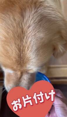 大型犬に『新聞あった？』と尋ねてみた結果…完全に言葉を理解している『まさかの行動』が24万再生「人間が入ってるのでは…？」「びっくり」