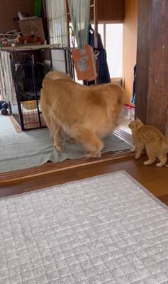 大型犬に『新聞あった？』と尋ねてみた結果…完全に言葉を理解している『まさかの行動』が24万再生「人間が入ってるのでは…？」「びっくり」