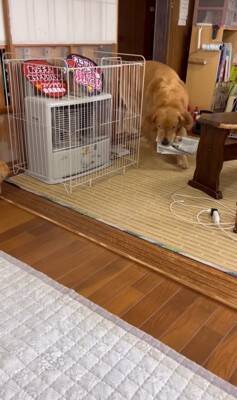 大型犬に『新聞あった？』と尋ねてみた結果…完全に言葉を理解している『まさかの行動』が24万再生「人間が入ってるのでは…？」「びっくり」