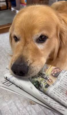 大型犬に『新聞あった？』と尋ねてみた結果…完全に言葉を理解している『まさかの行動』が24万再生「人間が入ってるのでは…？」「びっくり」