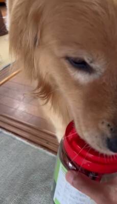 大型犬に『新聞あった？』と尋ねてみた結果…完全に言葉を理解している『まさかの行動』が24万再生「人間が入ってるのでは…？」「びっくり」