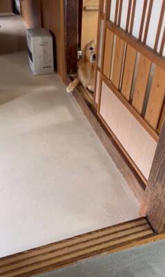 大型犬に『新聞あった？』と尋ねてみた結果…完全に言葉を理解している『まさかの行動』が24万再生「人間が入ってるのでは…？」「びっくり」