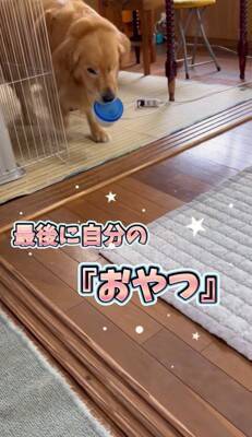 大型犬に『新聞あった？』と尋ねてみた結果…完全に言葉を理解している『まさかの行動』が24万再生「人間が入ってるのでは…？」「びっくり」