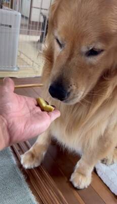 大型犬に『新聞あった？』と尋ねてみた結果…完全に言葉を理解している『まさかの行動』が24万再生「人間が入ってるのでは…？」「びっくり」