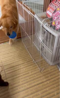 大型犬に『新聞あった？』と尋ねてみた結果…完全に言葉を理解している『まさかの行動』が24万再生「人間が入ってるのでは…？」「びっくり」