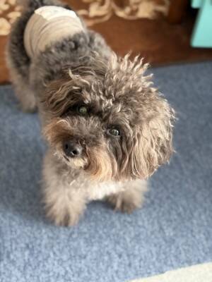 犬と暮らせば【第514話】「ソレの意味ナニ」