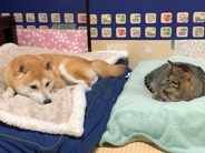 ふかふかの寝床でくつろぐ犬→水を飲みに行った瞬間、猫が…まさかの展開で『哀愁漂う光景』が62万再生「思った以上の悲壮感ｗ」「ぽつん」