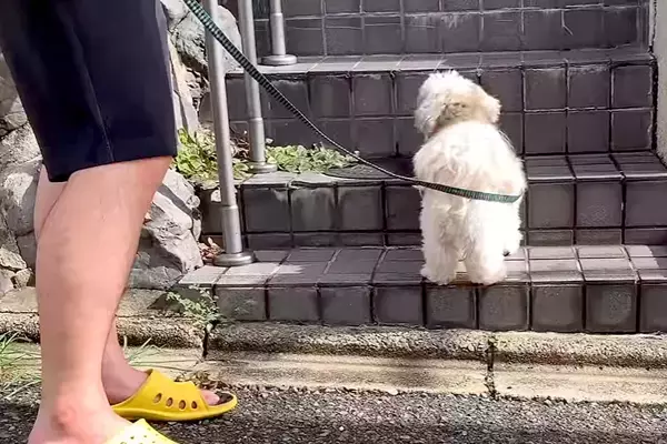 散歩中、大好きなお友達の家に立ち寄る犬→何日も待ち伏せして…まるでストーカーのような光景に反響「つきまとわれたいｗ」「健気で可愛い」