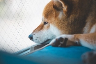 『不幸な犬』の特徴4選　幸せにするにはどうしたらいいの？飼い主がやってはいけない絶対NG行為まで
